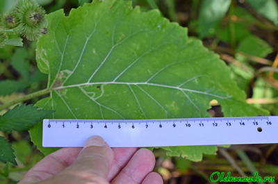 Лопух малый