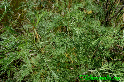 Полынь лечебная