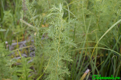 Полынь лечебная