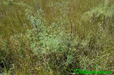 Полынь лечебная