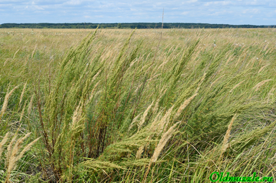 Полынь лечебная
