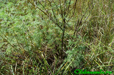 Полынь лечебная
