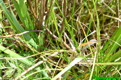 Полынь лечебная