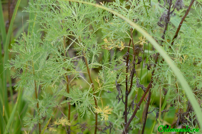 Полынь лечебная