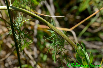 Полынь лечебная