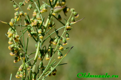 Полынь лечебная