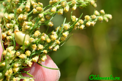 Полынь лечебная