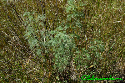 Полынь лечебная