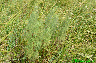 Полынь лечебная