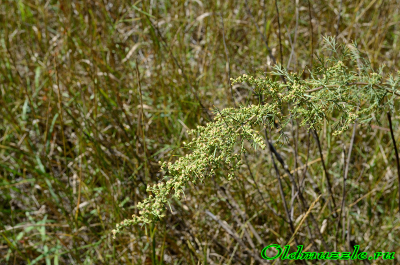 Полынь лечебная