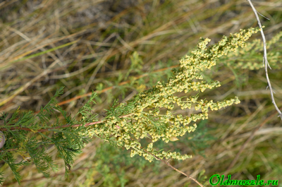 Полынь лечебная