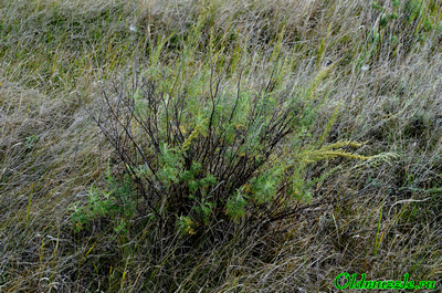 Полынь лечебная