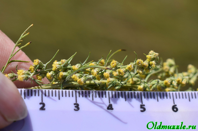 Полынь лечебная