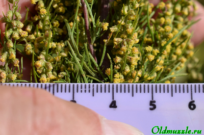 Полынь лечебная