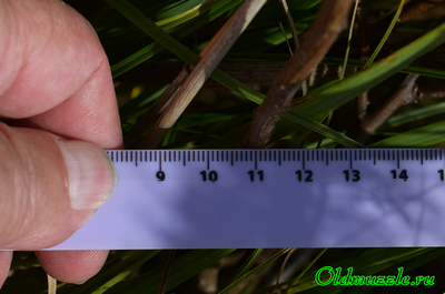 Полынь лечебная