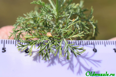 Полынь лечебная