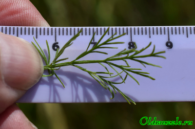 Полынь лечебная