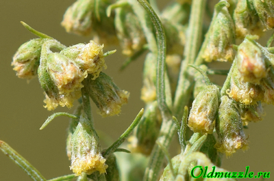 Полынь лечебная