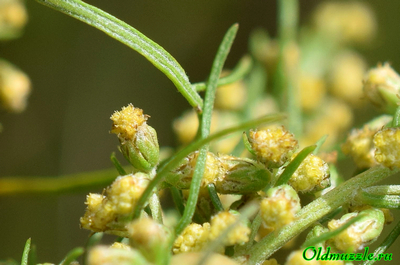 Полынь лечебная