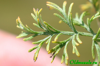 Полынь лечебная