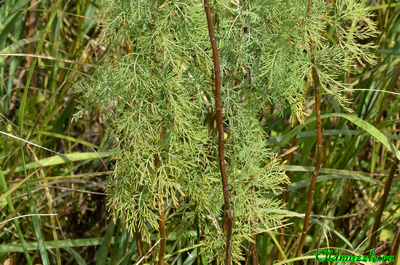 Полынь лечебная