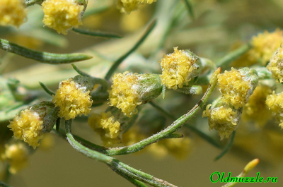 Полынь лечебная