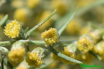 Полынь лечебная