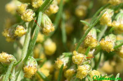 Полынь лечебная