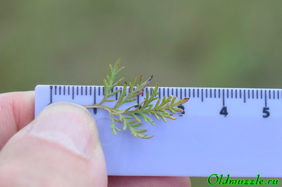 Полынь понтийская