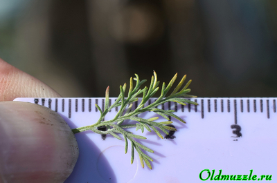 Полынь понтийская