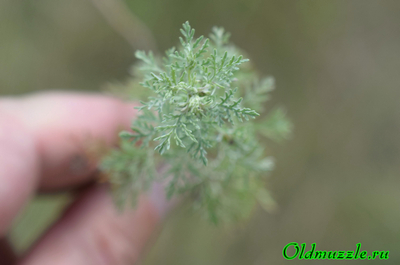 Полынь понтийская