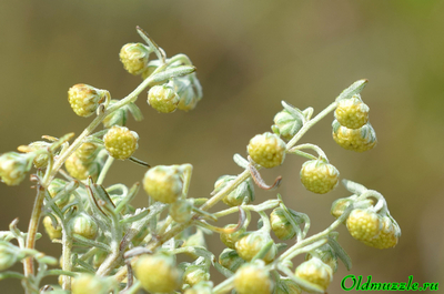 Полынь понтийская