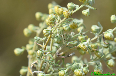 Полынь понтийская