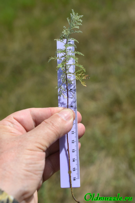 Полынь понтийская