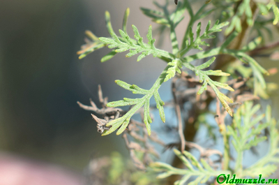 Полынь понтийская