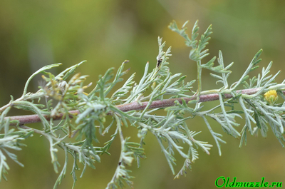 Полынь понтийская