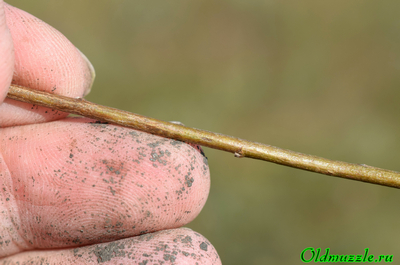 Полынь понтийская