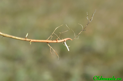 Полынь понтийская