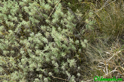 Полынь понтийская