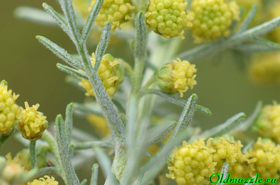 Полынь понтийская