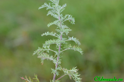 Полынь понтийская