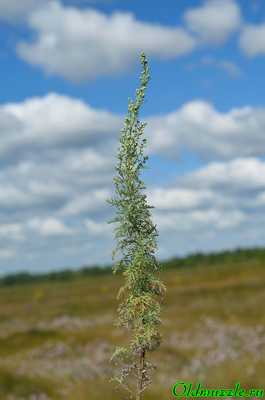 Полынь понтийская