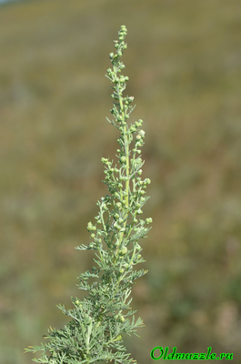 Полынь понтийская