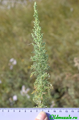 Полынь понтийская