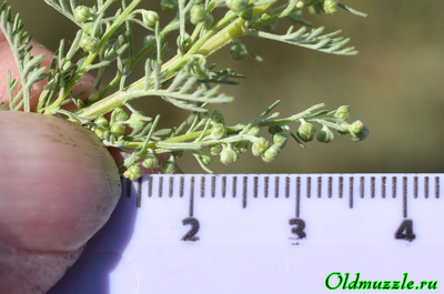 Полынь понтийская