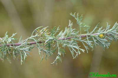 Полынь понтийская