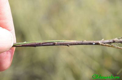 Колокольчик круглолистный