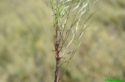 Колокольчик круглолистный