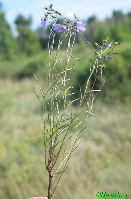 Колокольчик круглолистный