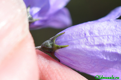 Колокольчик круглолистный